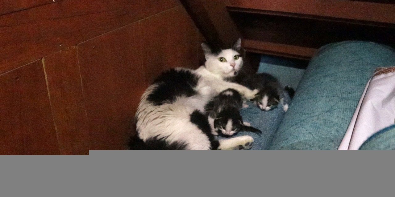 Kedi yavruları ile camiye sığındı
