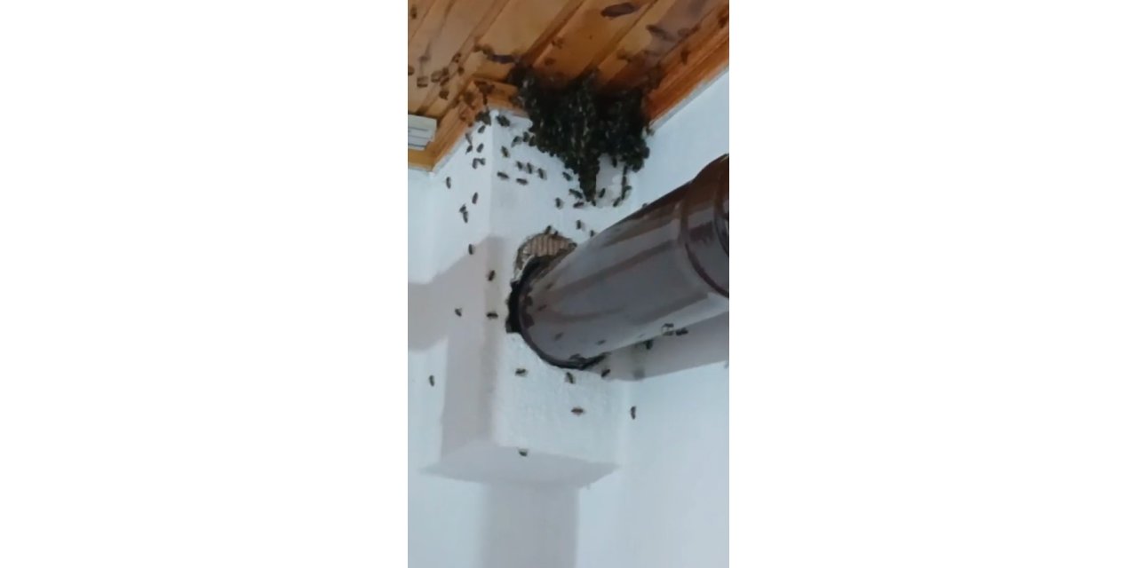 Gümüşhane’de Arılar Köy Evini Basıp Yuva Yaptı
