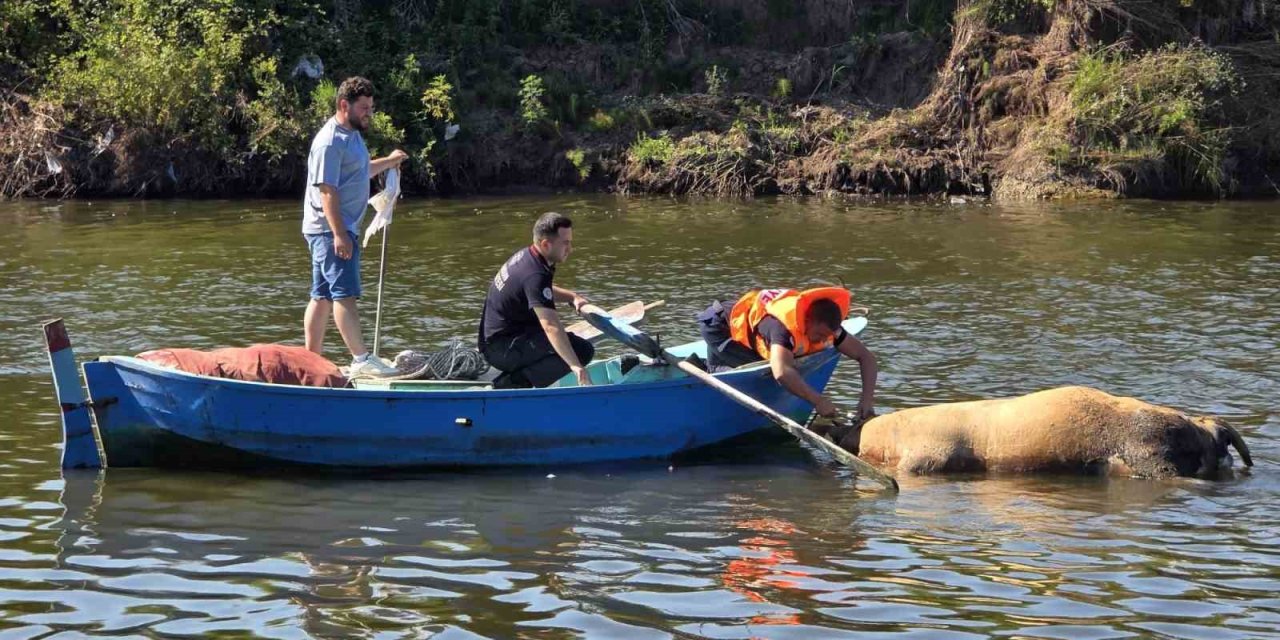 Irmağa düşen büyükbaş hayvan telef oldu
