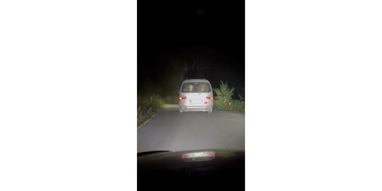 Yangında mahsur kalan hayvanları tahliye ettiler