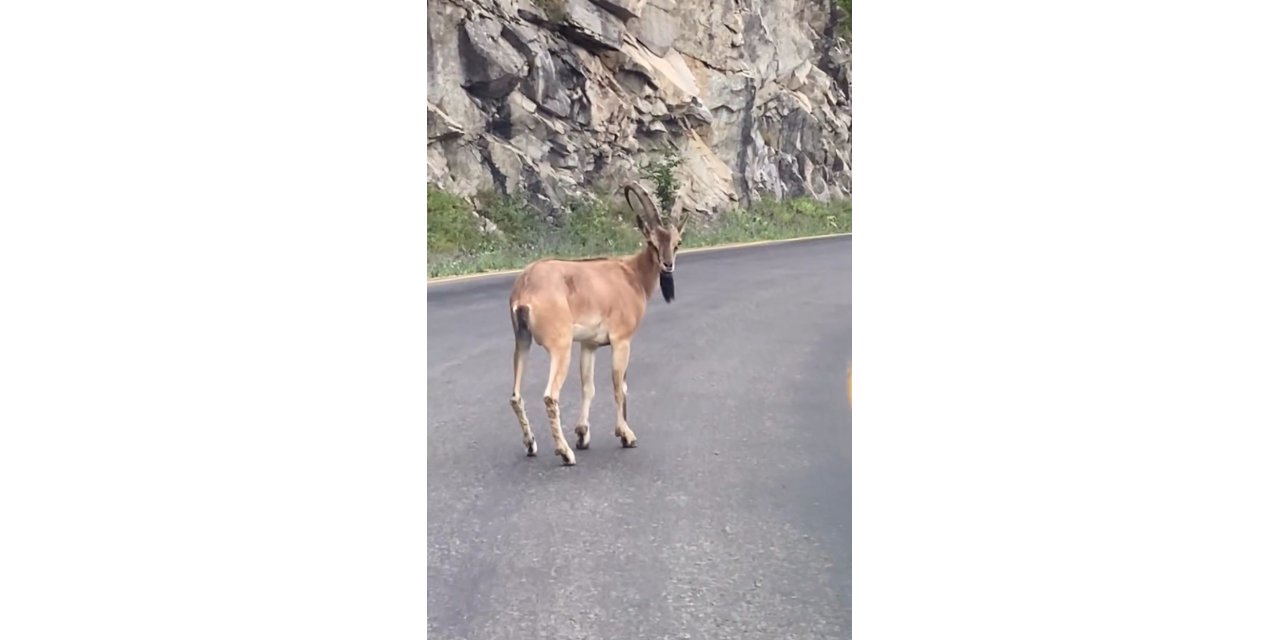 Giresun’da Yaban Keçisi Görüntülendi