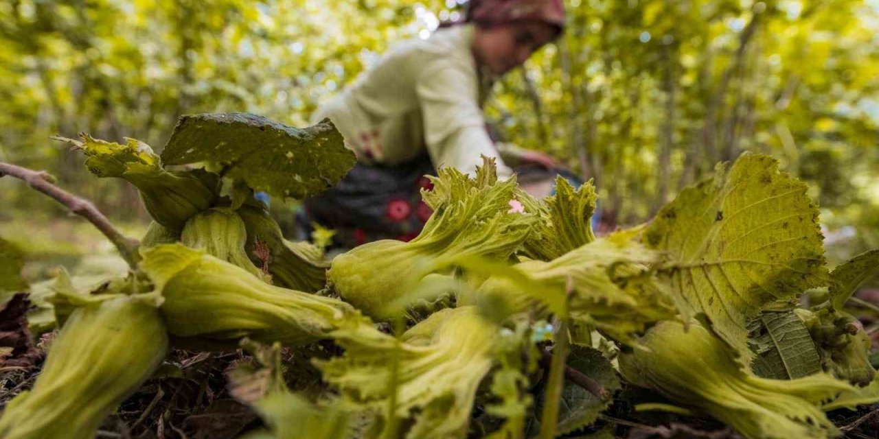 Ordu’da fındık toplamaya rekor başvuru