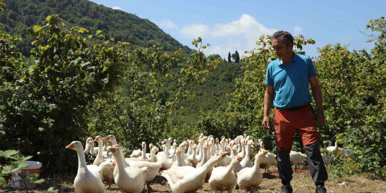 Ordu’da ‘alım garantili’ kaz yetiştiriciliği yaygınlaşıyor