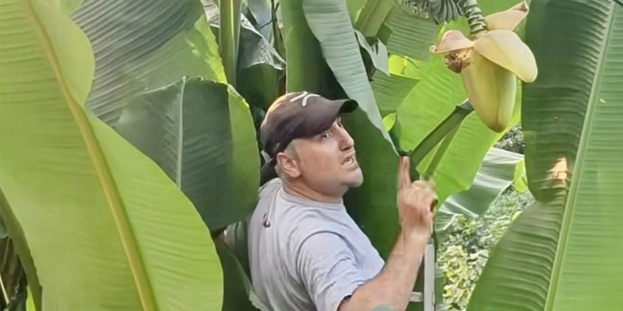 Rizeli'nin muz inadı