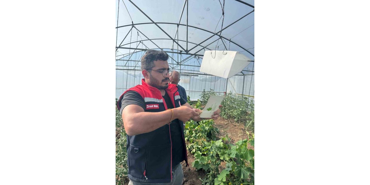 Aydıntepe’de Akdeniz meyve sineğine karşı mücadele başlatıldı