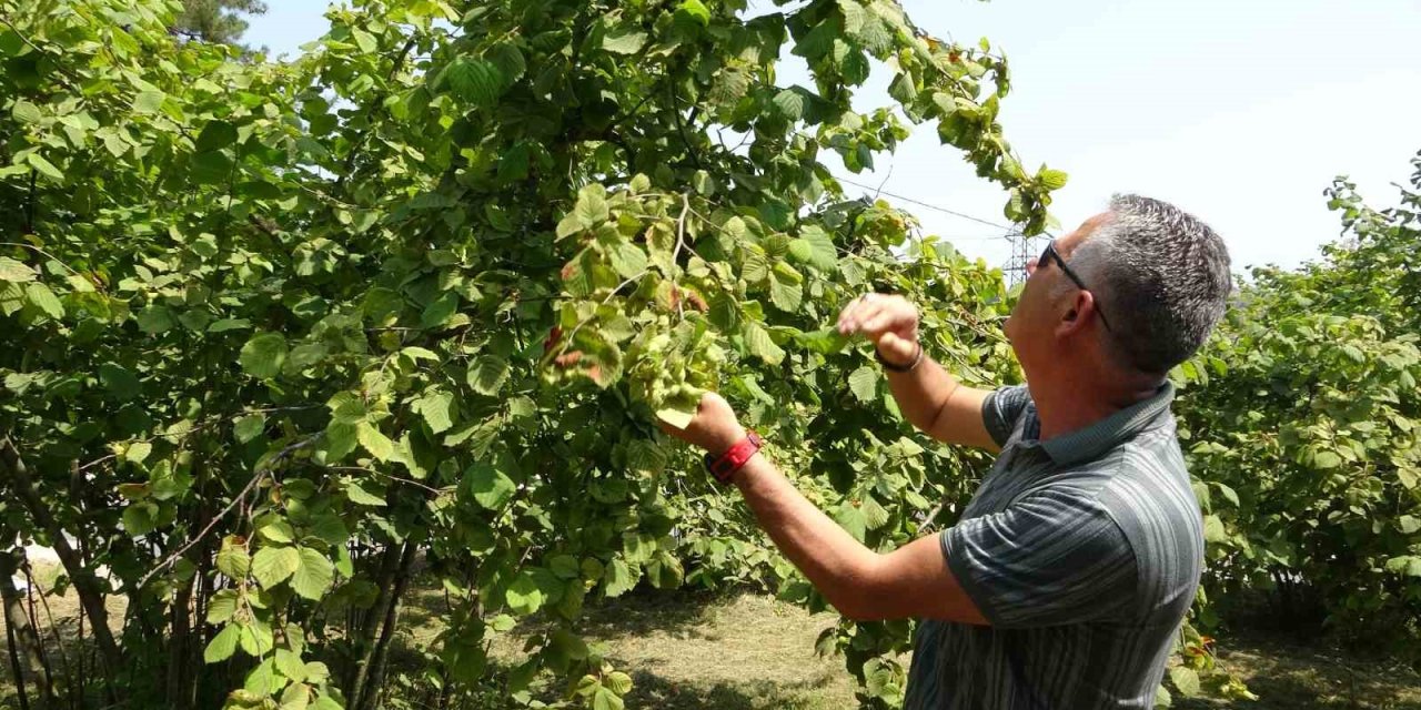 Fındıkta erken hasat uyarısı