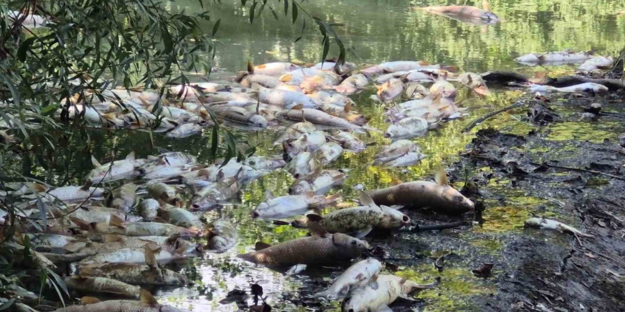 Bartın’da toplu balık ölümleri