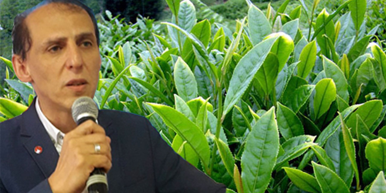 SP Rize İl Başkanı Av. Kaçar: “Fahiş Artışa Müdahale Ediliyor, Peki Fahiş Düşüşe Neden Sessizlik?”