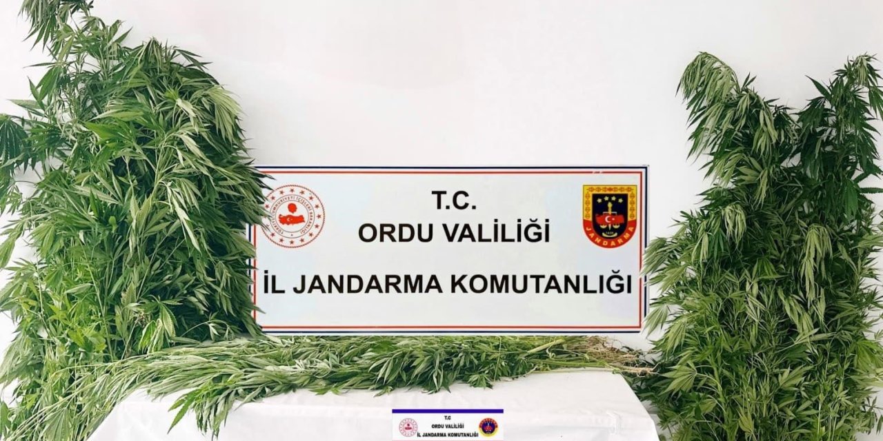 Ordu’da yasa dışı kenevir üretimine 3 tutuklama