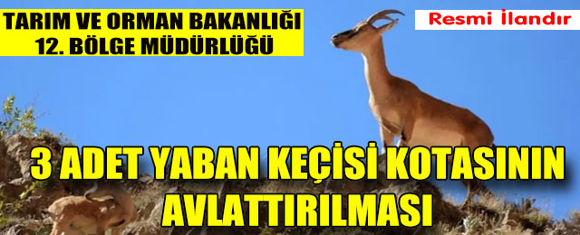 3 Adet Yaban Keçisi Kotasının Avlattırılması