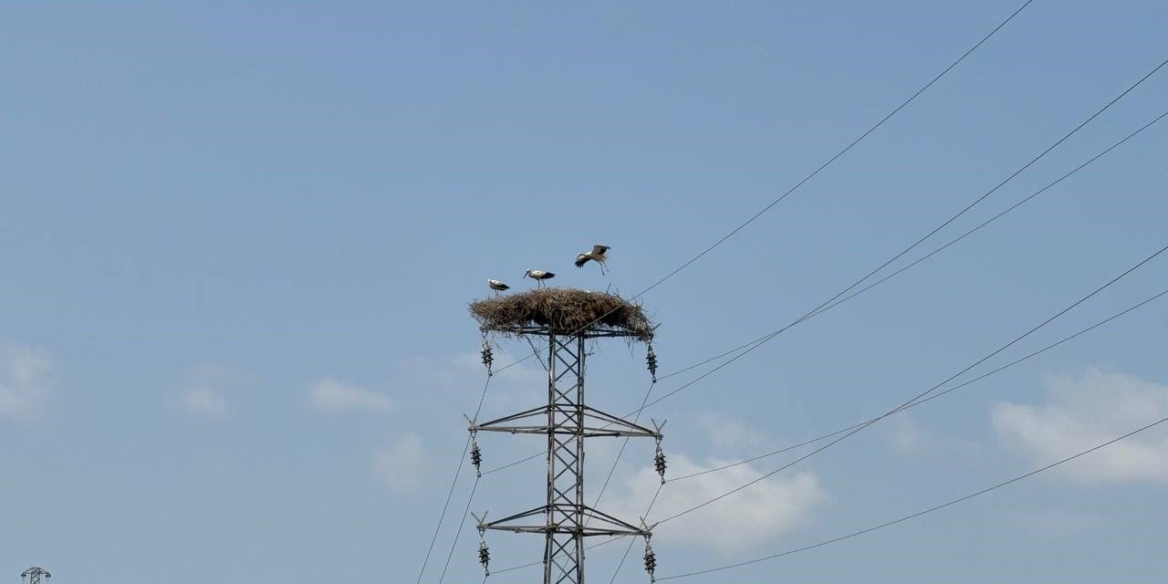 Karabük’te leylek sürüsü ve yuvaları dronla görüntülendi