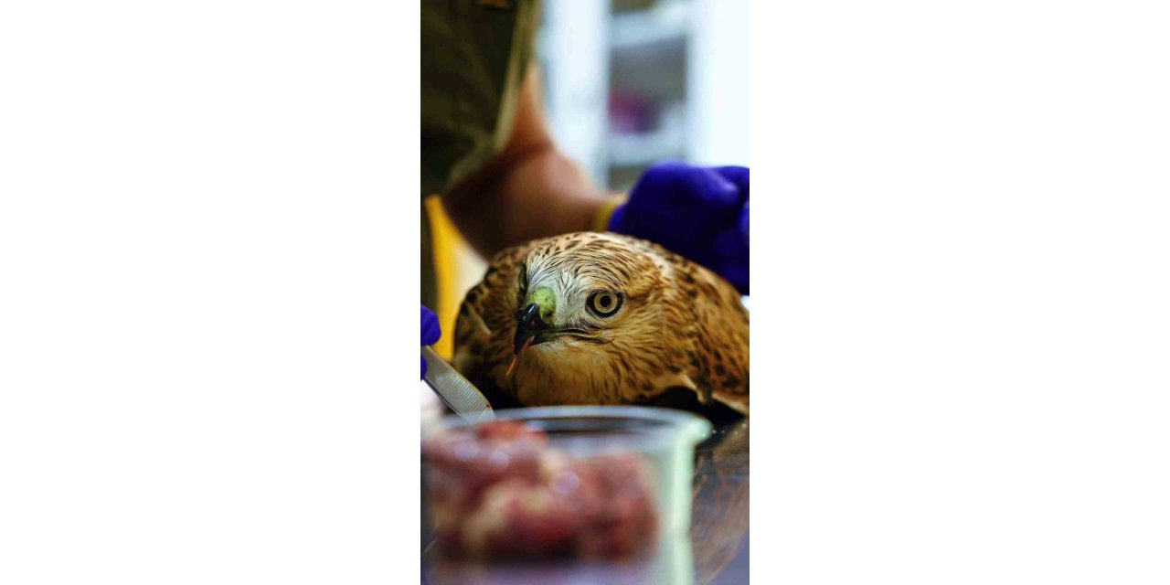 Bitkin halde bulunan şahin tedavi ediliyor