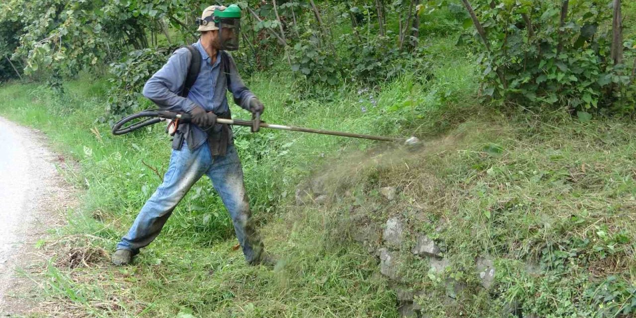 Fındıkta hasat öncesi en zor iş: Yevmiyesi 6 bin lira