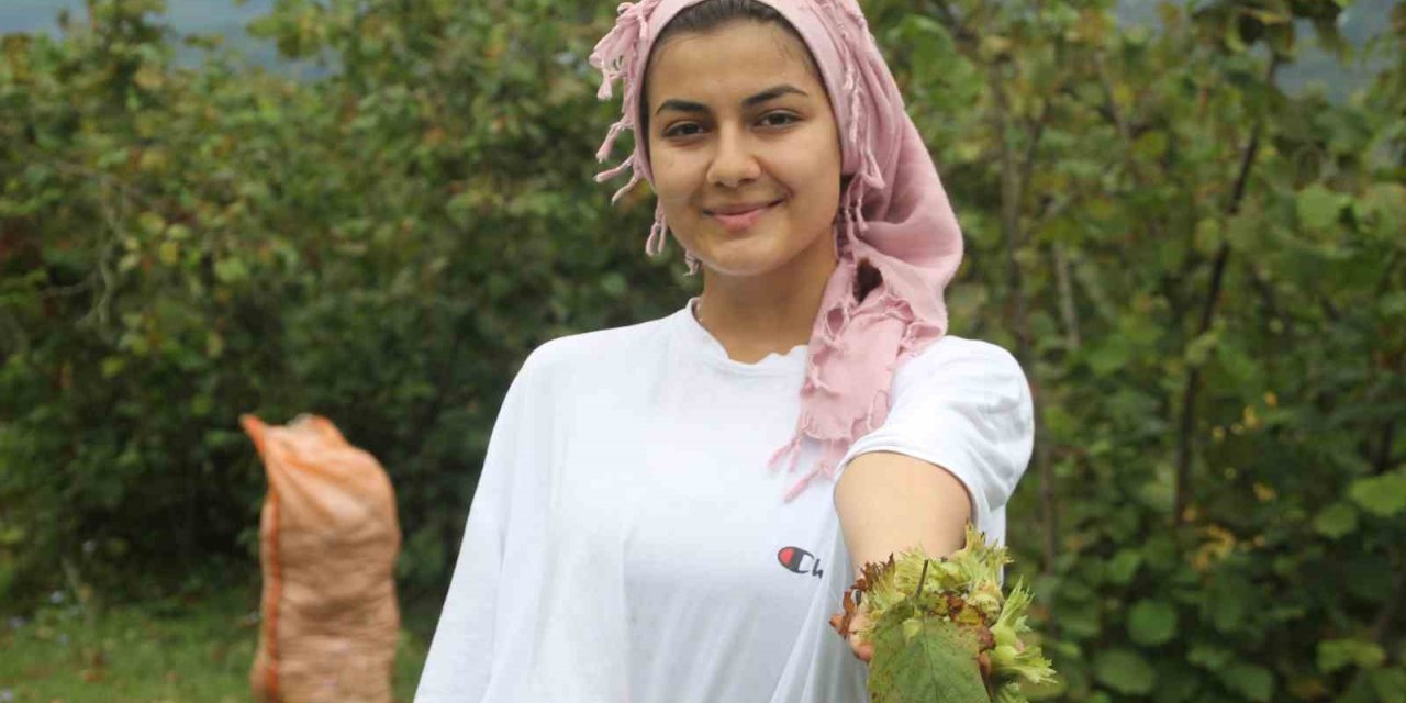 Yeşil altın fındıkta hasat başladı