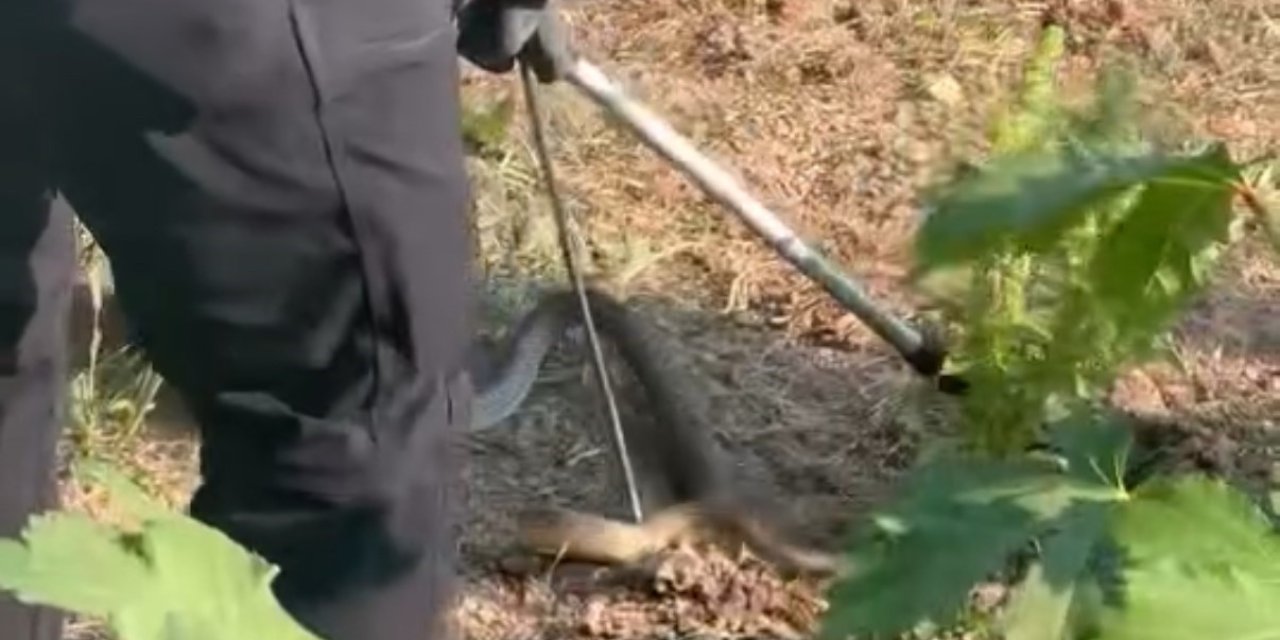 Evin bahçesinde korkutan yılanı itfaiye yakaladı