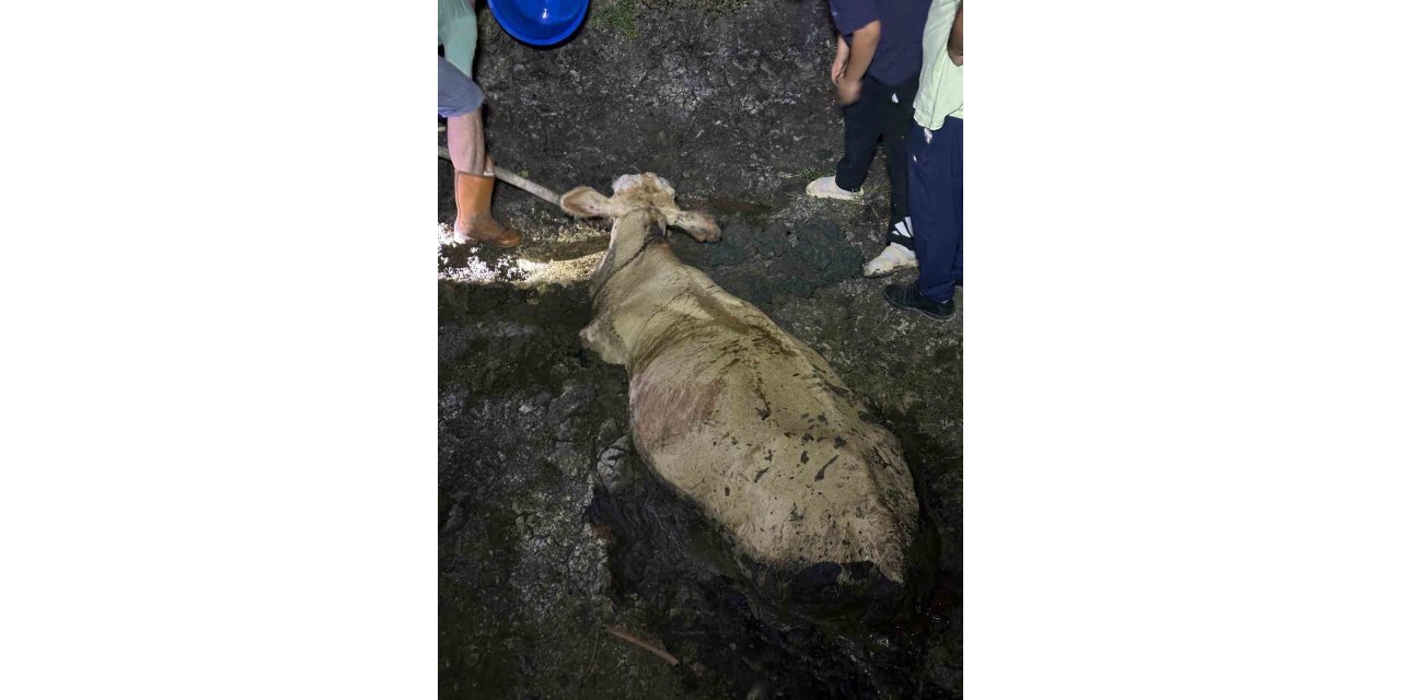 Zonguldak’ta kaybolan büyükbaş hayvan bataklıkta bulundu