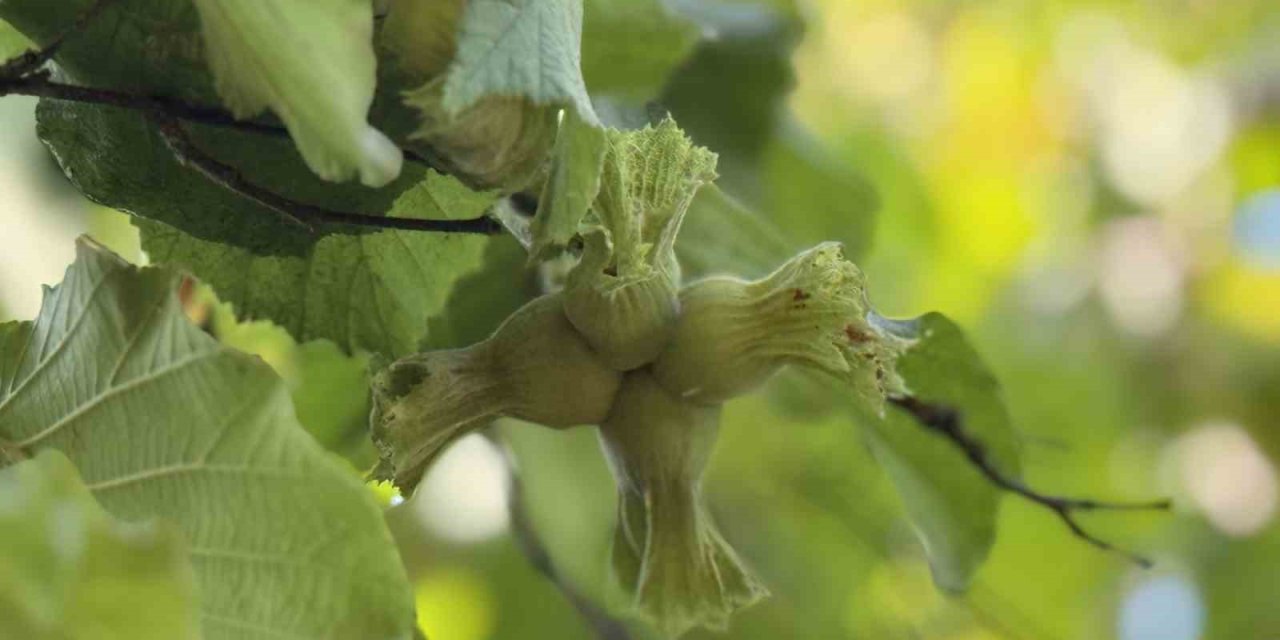 TMO fındık alım esaslarını açıkladı