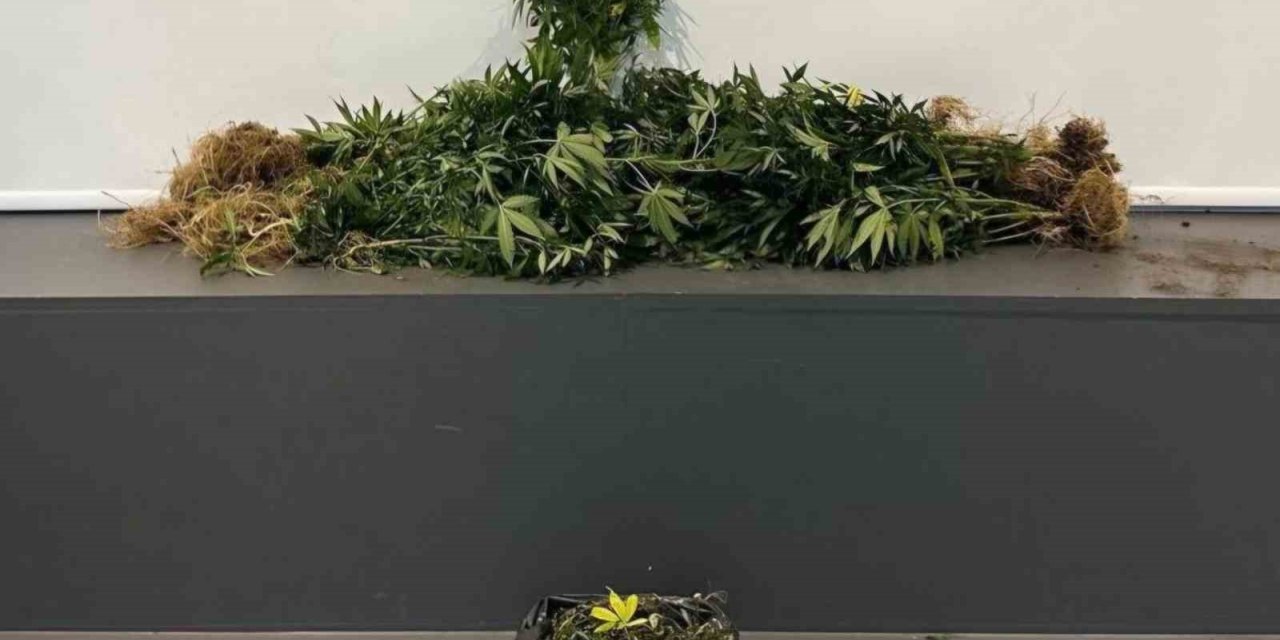 Samsun’da uyuşturucu operasyonu: 10 kişi yakalandı