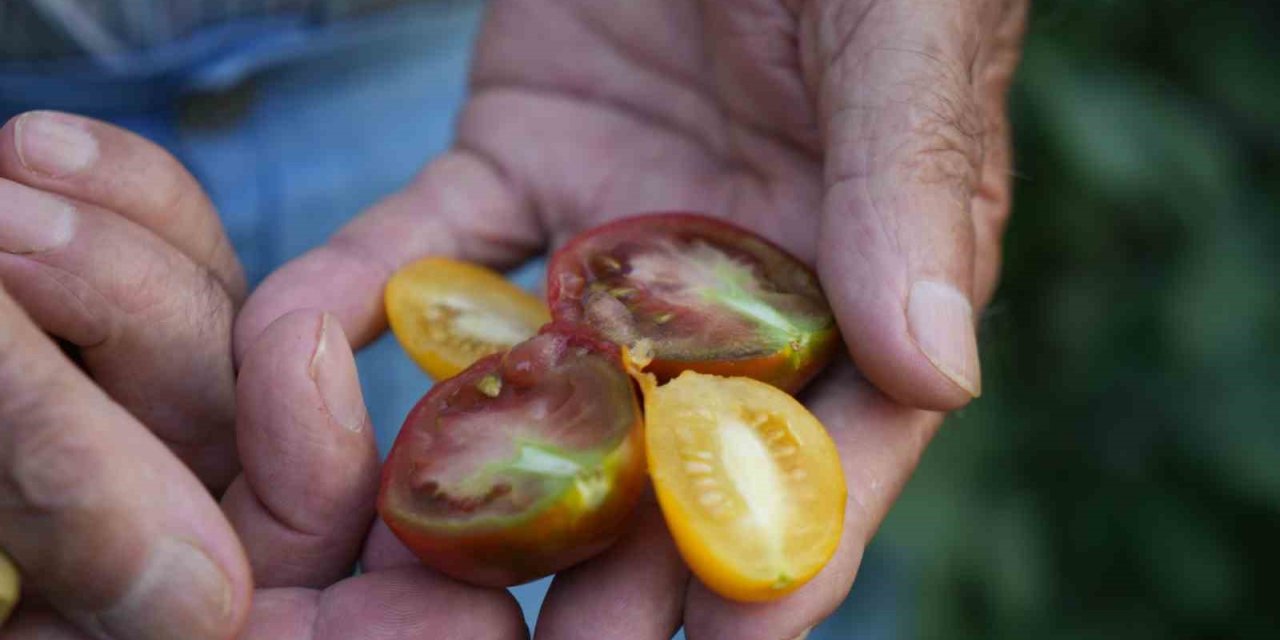 ‘Olmaz’ denileni yaptı: Samsun’daki evini tropikal bahçeye çevirdi