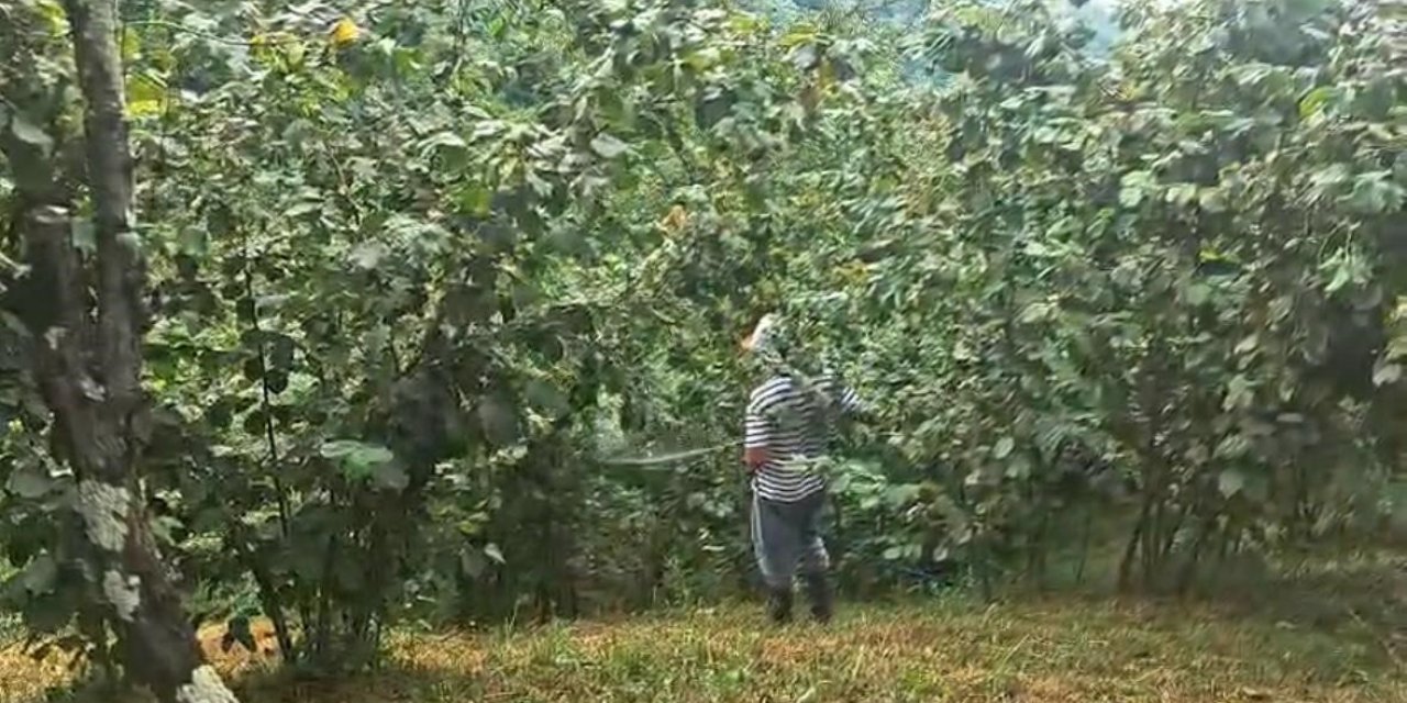 ‘Drakula’ bahçeleri kuruttu, 4 bin 100 dekar alandaki fındık ağaçları söküldü