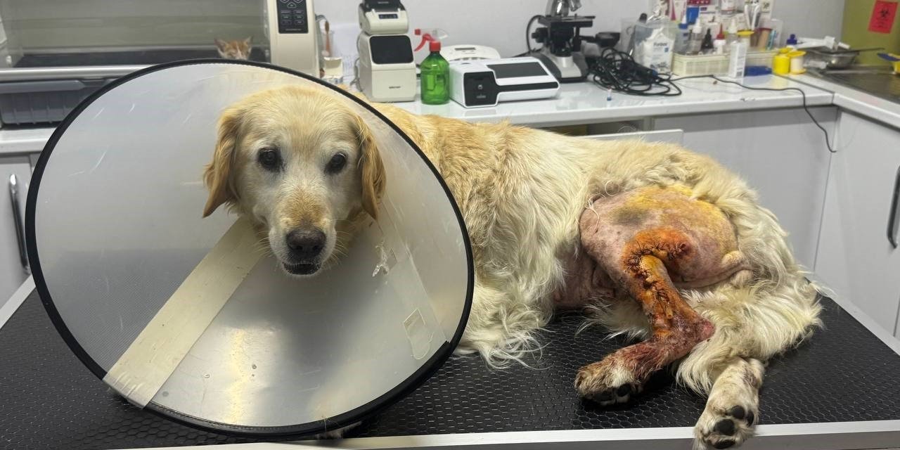 Köpeğin ayağından hentbol topu büyüklüğünde kitle çıkartıldı