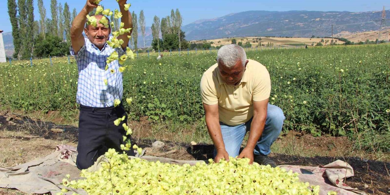 Amasya’nın tescilli bamyasına Afrika’dan rakip çıktı