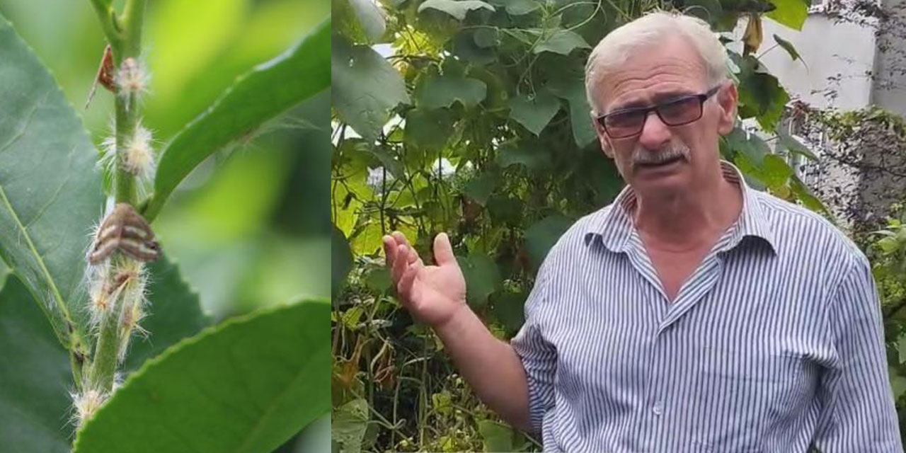 Doğu Karadeniz’in korkulu rüyası 'Vampir kelebekler' yeniden ortaya çıktı