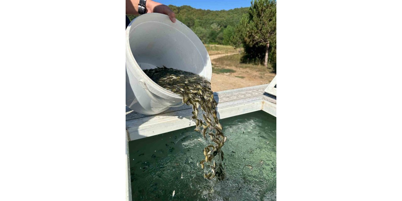 Bolu’dan, Ankara ve Kırıkkale’ye 2.5 milyon yavru sazan gönderildi