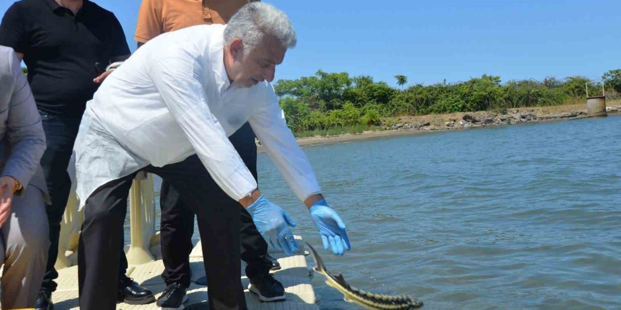 Karadeniz’e kalkan ve mersin balığı bıraktılar
