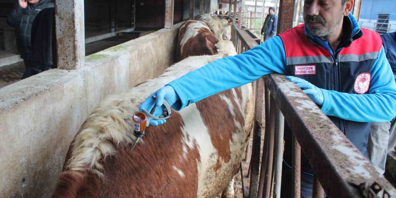 50 bin 363 hayvan hastalık tipine göre aşılandı