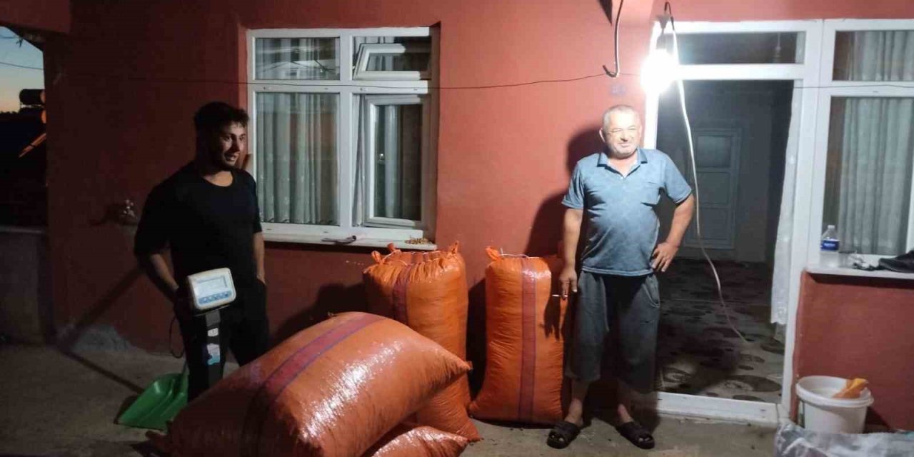 Alaplı’da hasat edilen fındıklar satışa çıktı