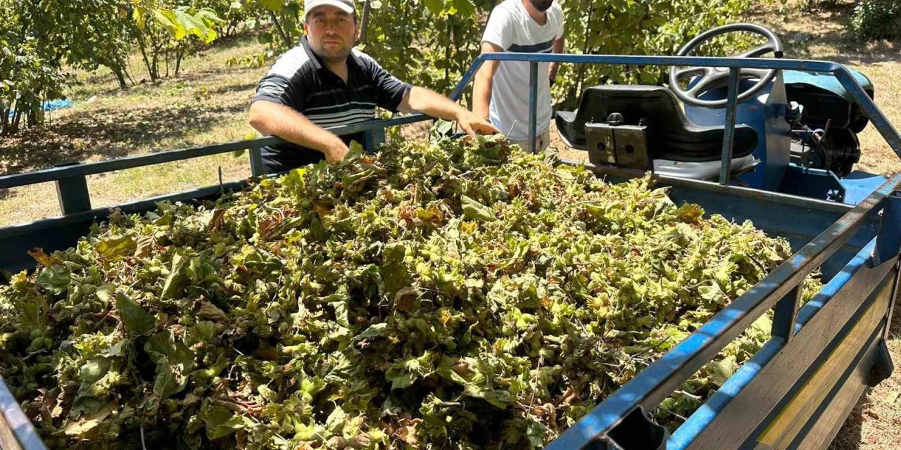 Fındık hasadı başladı, tırpan ücretleri rekor kırdı