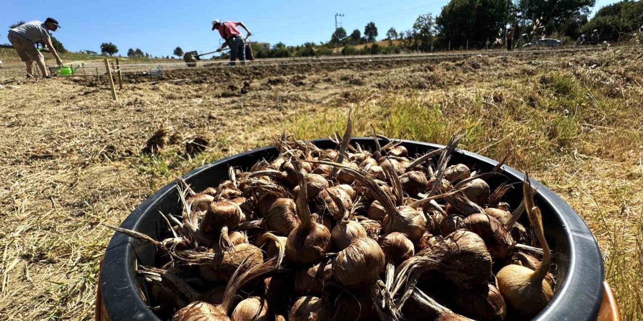 Dünyanın en pahallı baharatı Safran toprakla buluşuyor