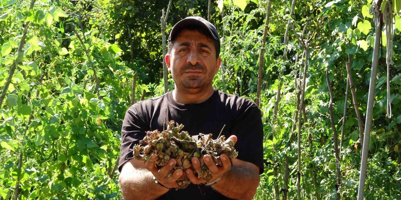 Fındığının çalındığını sandı, kamerada domuz çıktı
