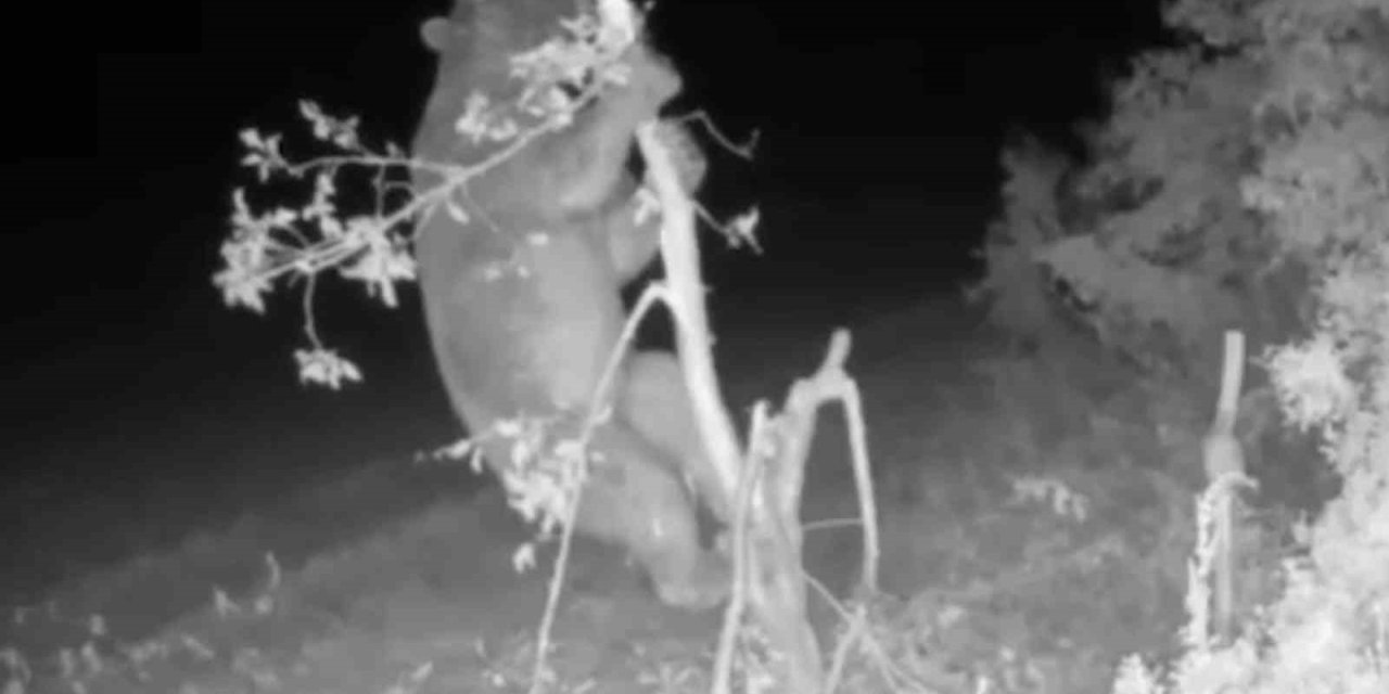 Ayı girdiği bahçede meyve için ağacı talan etti