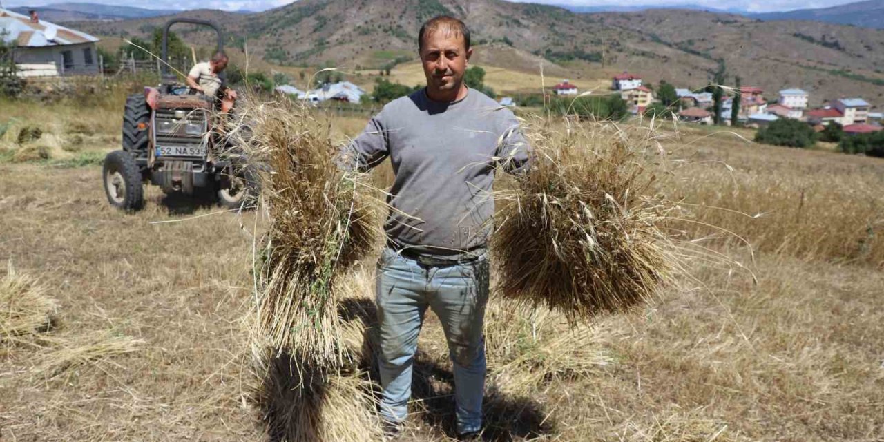 Ordu’da ‘alım garantili’ siyez buğdayında üretim bin 500 kat arttı