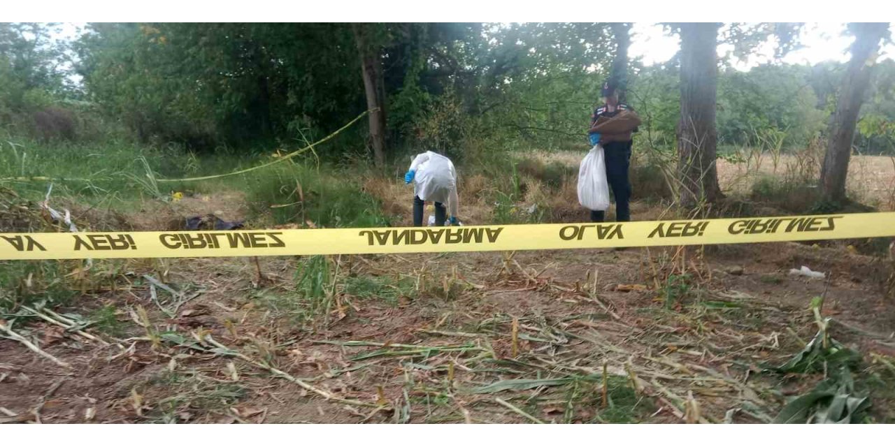 Tarlada bulunan kafatası ve kemikler jandarmayı harekete geçirdi