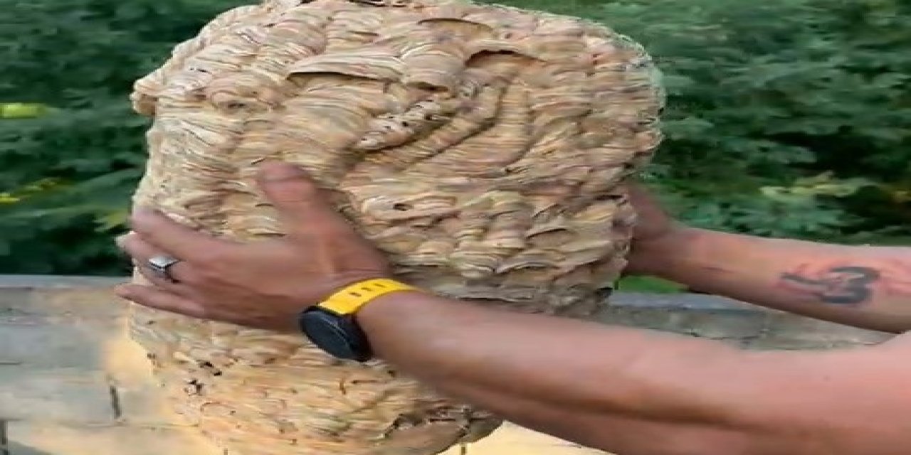 Rize'de dev arı yuvası görenleri şaşırttı