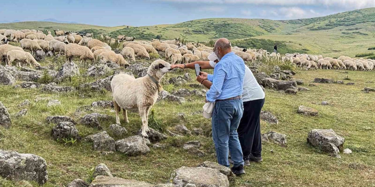 639 yıllık Tomağın Mezarlığı köylülerin hayvanlarına tuz taşı oldu