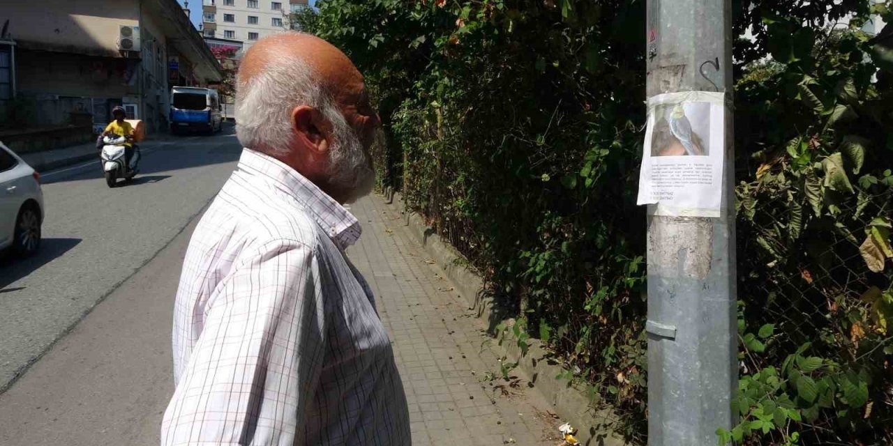 Kayıp papağanı ’Duman’ için yollara düştü