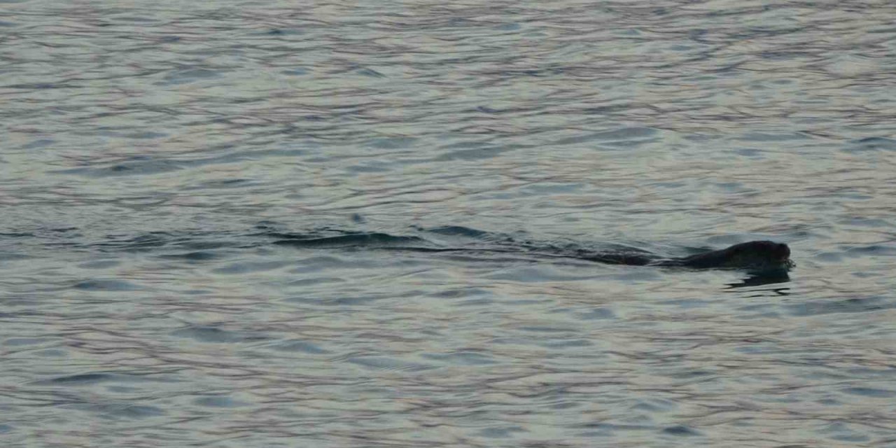 Karadeniz’de sık görülmeleri vatandaşları tedirgin etmişti, uzmanı konuştu