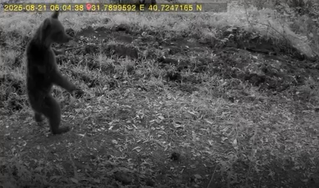 Bolu’da anne ayı ve 3 yavrusu görüntülendi