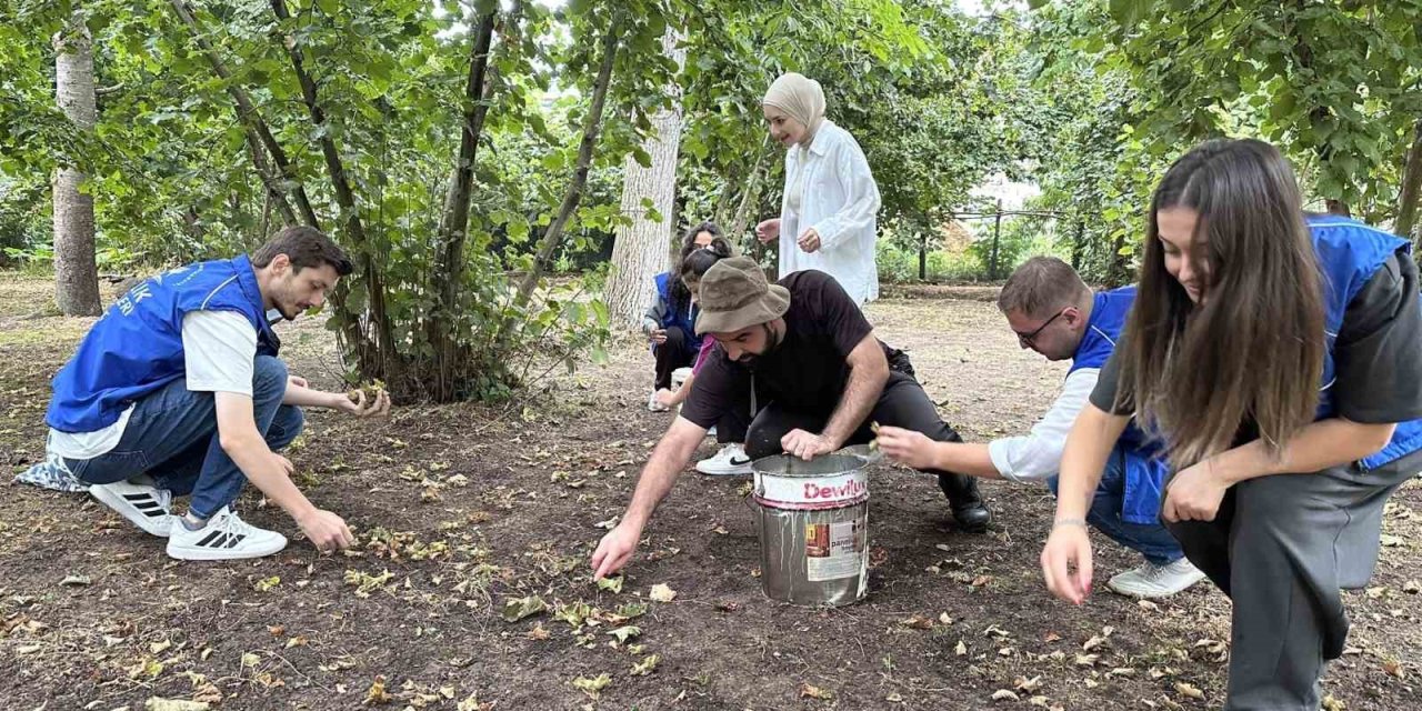 Gönüllü gençler fındık hasadı yaptı