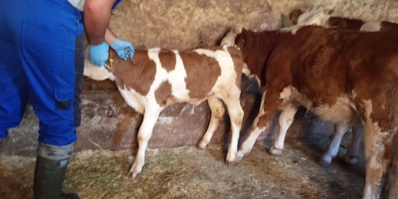 Aydıntepe’de De Sonbahar Dönemi Şap Aşılama Kampanyası Başladı