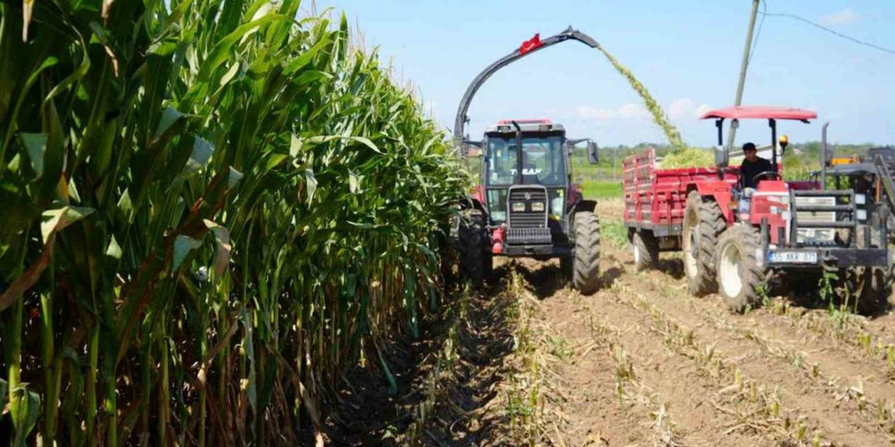 Türkiye’nin hayvancılık yemleri Samsun’dan karşılanıyor