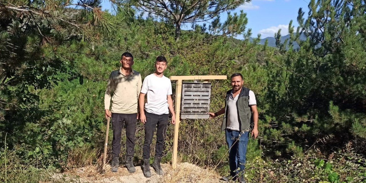 Bolu’da yanan ormanlık alanlara feromon tuzakları asıldı