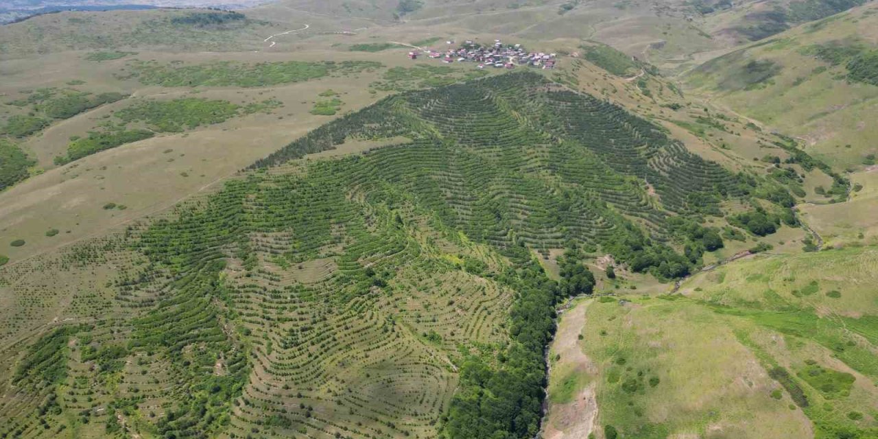 Yayla sakinleri imece usulü çalışarak bozkırı ormana dönüştürdü