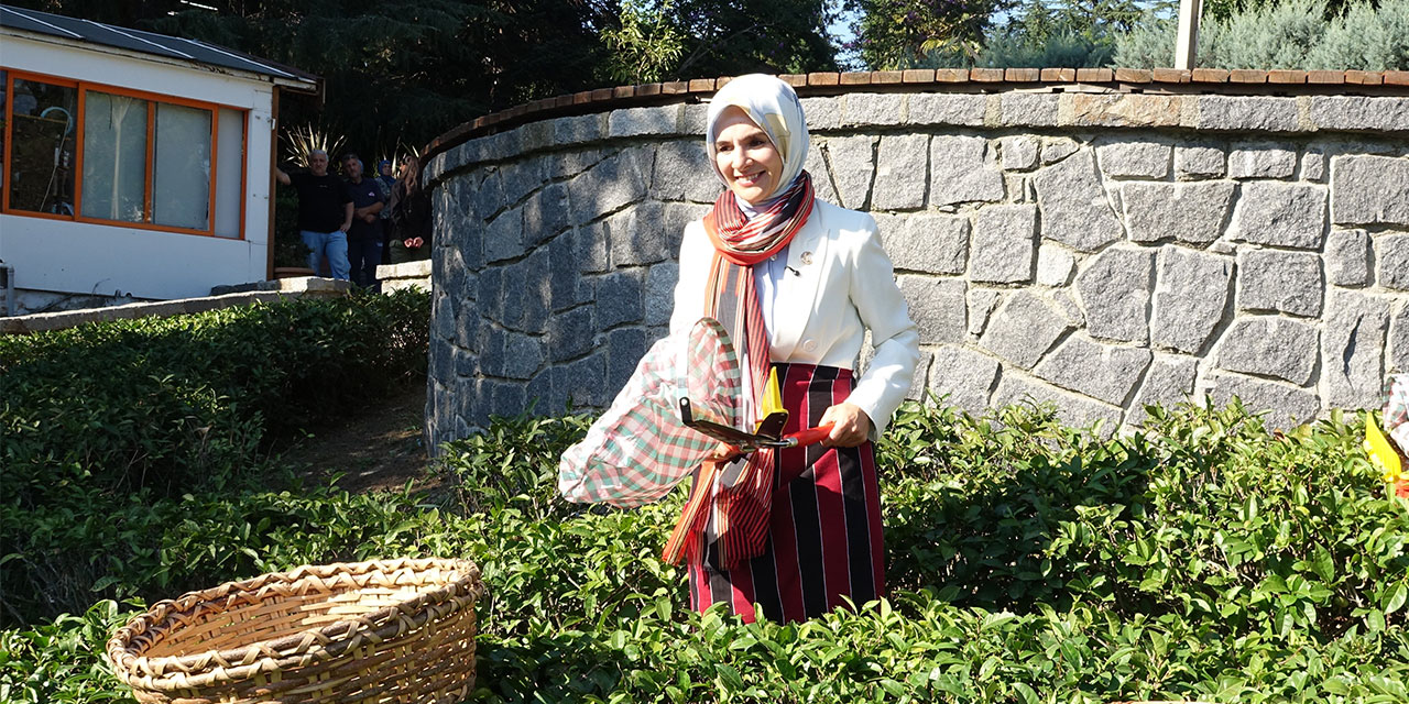 Aile ve Sosyal Hizmetler Bakanı Göktaş, Rize'de çay topladı