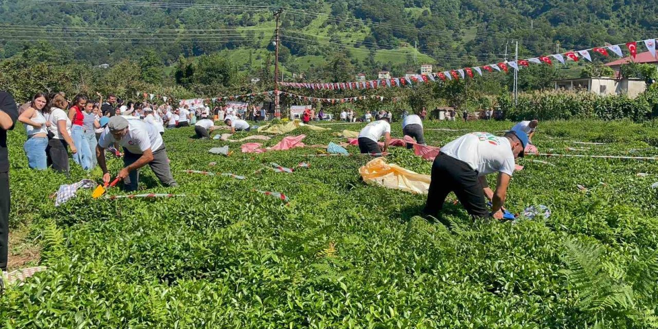 Güneyden Antep’in zılgıtı ve kuzeyden Artvin’in tulum sesi çaylıkta buluştu
