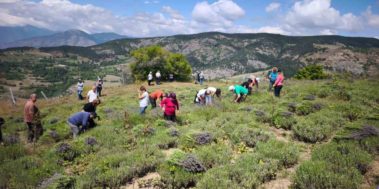 Ardanuç’ta kadın kooperatifinden lavanta hasadı ve doğal ürün üretimi başladı